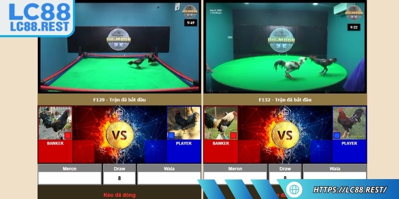 Cược Meron kịch tính